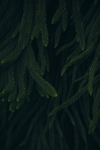 Thin long leaves, green and fluffy plants HD phone wallpaper