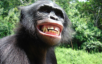 Chimpanzee portrait, Chimpanzee face, Primate emotions, Forest dwelling HD wallpaper