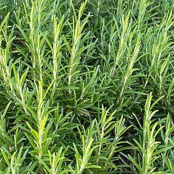 Rosmarinus officinalis, Das pflanzenportrait, Pflanzenportrait, Rosmarin HD phone wallpaper