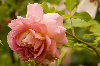 Pink Rose, Nature, Flower, Pink, Rose HD wallpaper