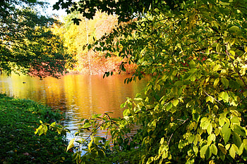 Background, Landscape, Plants, Lakes HD wallpaper