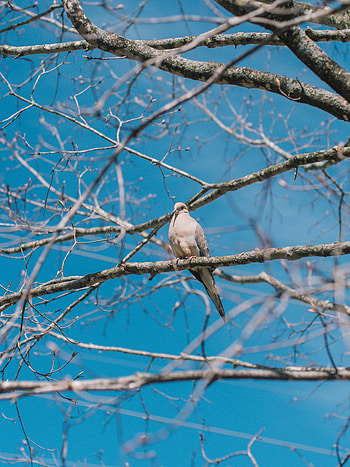 Animals, Bird, Branches, Dove, White Dove HD phone wallpaper