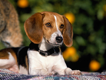 Animals, Dogs HD wallpaper