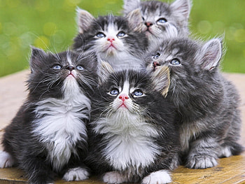 Animals, Cats HD wallpaper