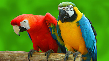 Red Yellow Macaw Birds Are Standing On Wood In Green Background Birds HD wallpaper