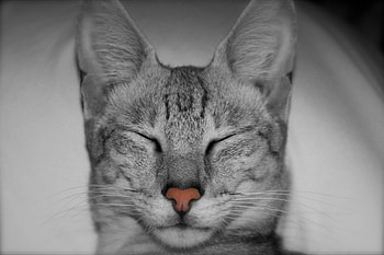 My beautiful cat, animal, white, black stripes, grey, cat, feline, pink nose HD wallpaper