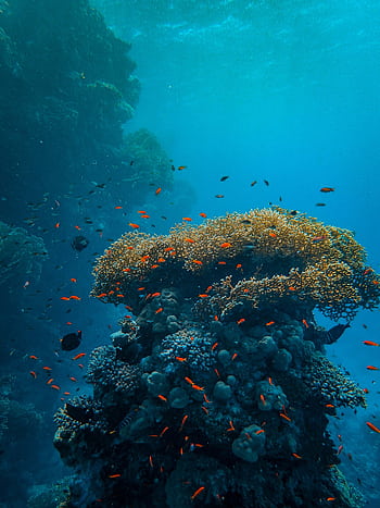 Colorful coral reef teeming with marine life in clear blue waters. HD phone wallpaper