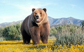 Animals, Flowers, Grass, Brown, Bear HD wallpaper