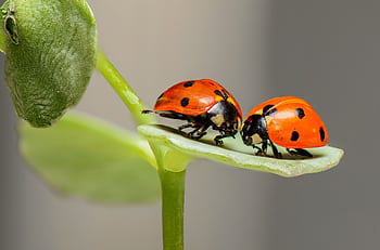 Macro shot of two ladybugs on a green leaf, showcasing nature's beauty. HD wallpaper