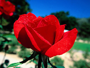 ROSES, PETALS, TREES, LEAVES, STEMS HD wallpaper