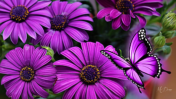 Purple Glory, gloroious, spring, daisies, butterflies, summer, purple, gerberas, blossoms, flowers HD wallpaper