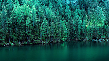 Forest lake, Pine Trees HD wallpaper