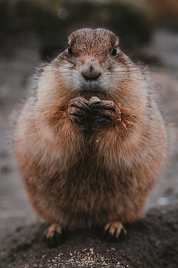 Animals, Food, Fluffy, Animal, Nice, Sweetheart, Gopher HD phone wallpaper