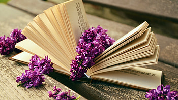 book , Book-themed background, Literature lover, Reading enthusiast HD wallpaper