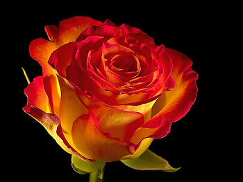 Beautiful Rose, rose, cool, beautiful HD wallpaper
