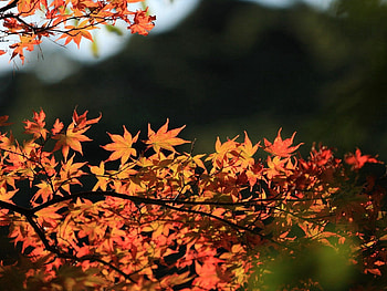 Autumn, Leaves, Macro, Wood, Tree HD wallpaper