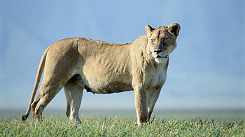 Animals, Grass, Sky, Beautiful, Lioness, Truancy HD wallpaper