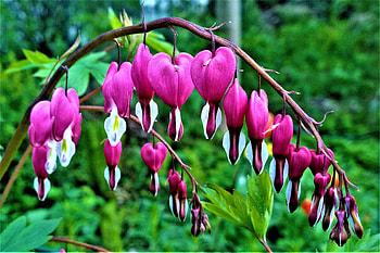 Bleeding heart, flowers HD wallpaper
