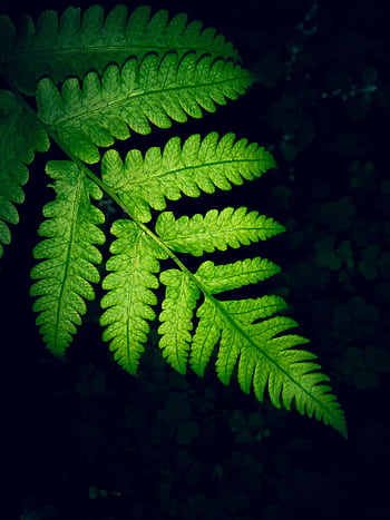 A vibrant green fern leaf on a dark background, perfect for nature-themed . HD phone wallpaper