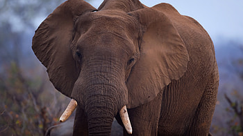 Elephant, animal, nature, graphy HD wallpaper