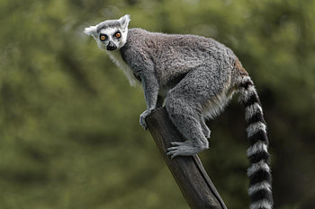 Ring Tailed Lemur, Stock , Wildlife graphy, Majestic primate HD wallpaper