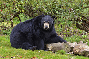 Animals, Forest, Bear, Black Bear HD wallpaper