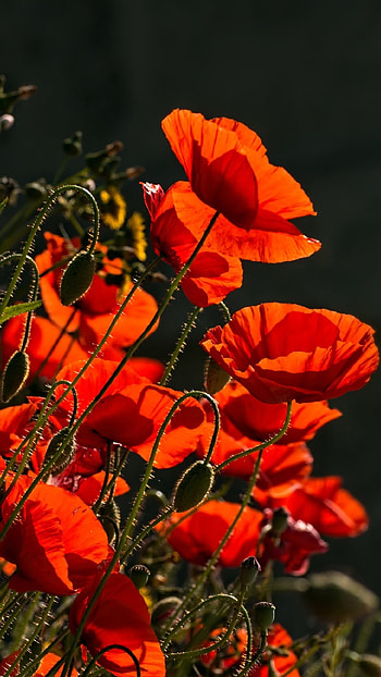 Traxzee poppy field, Field of dreams, Vibrant red, Petals in motion HD phone wallpaper