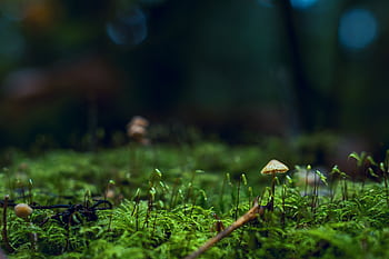 Close-up view of a mushroom growing in lush green moss in the forest. HD wallpaper