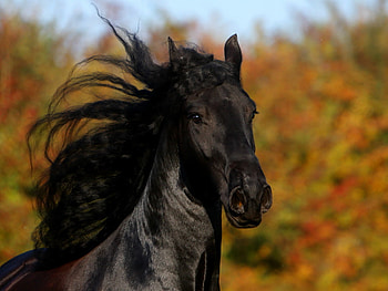 Black beauty, horses HD wallpaper