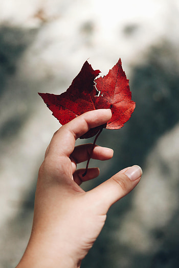 Autumn, Leaves, Hand, Miscellanea, Miscellaneous, Focus HD phone wallpaper
