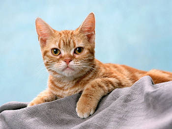 Cat, fur, eyes, whiskers HD wallpaper
