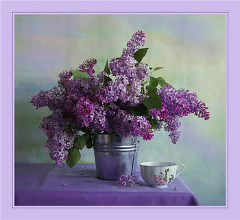 beauty in a bucket, table, bucket, wall, flowers, cloth, blooms, cup HD wallpaper