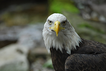 Animals, Feather, Bird, Beak, Predator, Eagle, Bald Eagle, White-Headed Eagle HD wallpaper