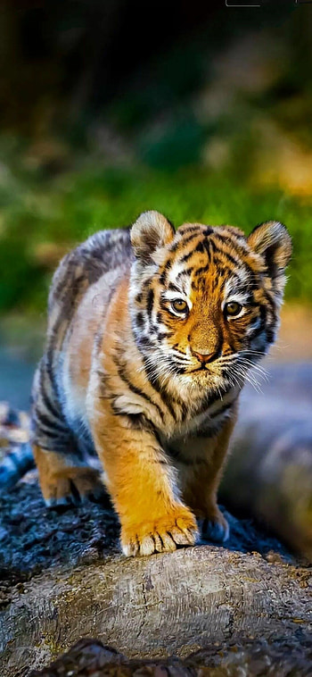 tiger , Exquisite beauty, Enigmatic creature, Wild feline HD phone wallpaper