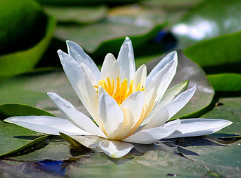Flowers, Water, Leaves, Greens, Water Lily, Sunny HD wallpaper