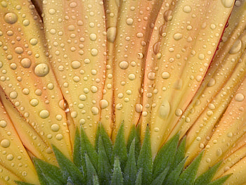 Drops, Flower, Macro, Petals HD wallpaper