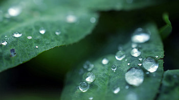 Leaves, Drops, Macro, Blur, Smooth, Surface, Dew HD wallpaper
