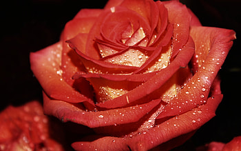 Plants, Flowers, Roses HD wallpaper