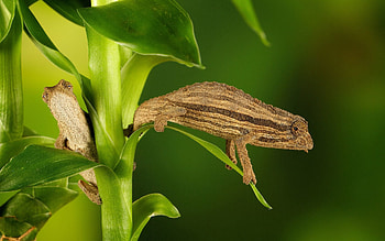 Animals, Grass, Plant, Branches, Chameleon, Climb HD wallpaper