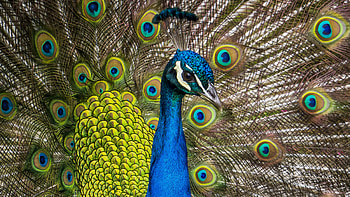Peafowl HD wallpaper