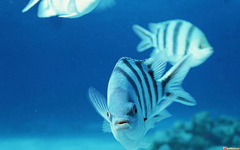 Beauteous-Fish, sea, oceanlife, underwater, fish HD wallpaper