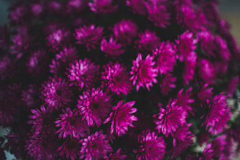 Pink, small flowers, bloom HD wallpaper