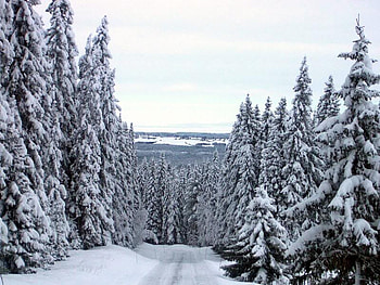 Jamtland Winter View, winter, sky, snow, tree HD wallpaper