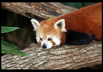 Tiny fox, forrest, woods, fox, animals HD wallpaper