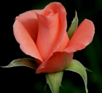Rose, pink, amazing, one HD wallpaper