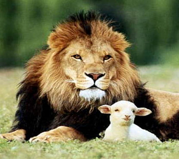 March - in like a lion out like a lamb, sweet, animal, gentle, fierce, soft, grass, wild, lion, strong, lamb HD wallpaper