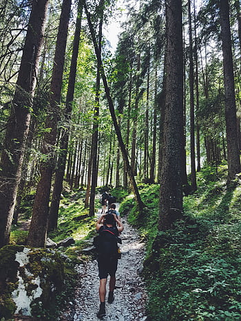 Hikers explore a lush forest trail in Garmisch-Partenkirchen, Germany. HD phone wallpaper