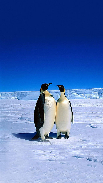 Android penguins, Posted by John Peltier, Penguin love, Mobile charm HD phone wallpaper