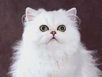 White beauty, sweet, animal, kitten, cat, feline HD wallpaper