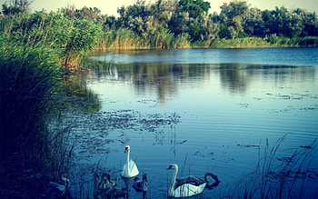 Animals, Nature, Swans, Lake HD wallpaper